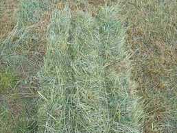 сіно в тюках - VDALA.PRO