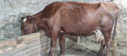 Продам корову на хозяйство - VDALA.PRO