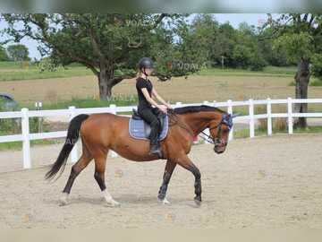 Кінь - ідеально підходить для початківців - VDALA.PRO