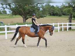 Кінь - ідеально підходить для початківців Кінь - ідеально підходить для початківців - VDALA.PRO