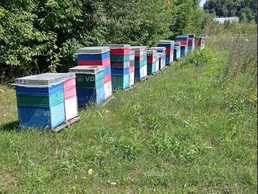 Бджоли з вуликами - VDALA.PRO