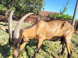 альпійські кози - VDALA.PRO