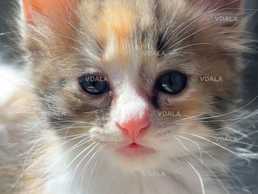 Кошенята в добрі руки - VDALA.PRO