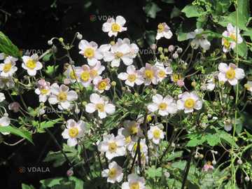 Анемона японська. Городня декоративна рослина. - VDALA.PRO