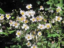Анемона японська. Городня декоративна рослина. - VDALA.PRO