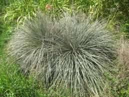 Голуба трава-1м.Городня декоративна рослина. - VDALA.PRO