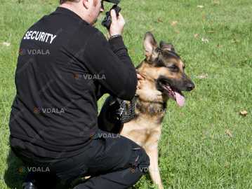 Молодший інспектор - кінолог відділу режиму і охорони - VDALA.PRO