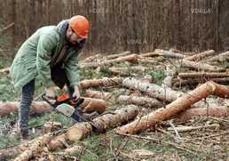 Вальщик лісу, лісоруб - VDALA.PRO