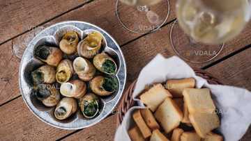 🐌 Ферма з розведення равликів під Києвом - VDALA.PRO