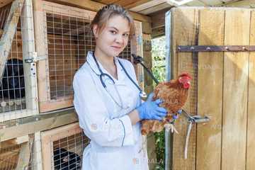 Лікар ветеринарної медицини (студент) - VDALA.PRO