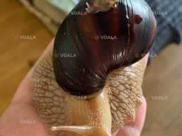 Равлики ахатини, не вибагливі до умов. Можуть жити як у акваріумі - VDALA.PRO