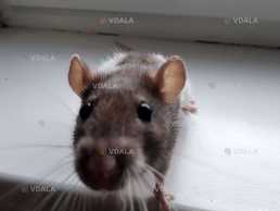 Віддам даром пацючка в добрі руки. Дівчинка, віком: 11 місяців - VDALA.PRO