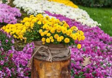 Выставка хризантем - VDALA.PRO