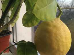 Лимонне дерево - VDALA.PRO