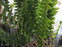 Продаю папороть! - VDALA.PRO