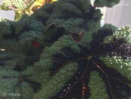 Бегонія Месона - VDALA.PRO