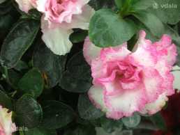 Азалія у цвіту! - VDALA.PRO