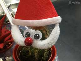 Кактус - VDALA.PRO