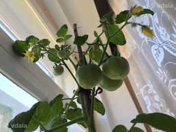 Помідори на підвіконні! - VDALA.PRO