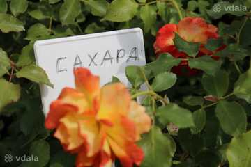 Троянда сорт Сахара - VDALA.PRO