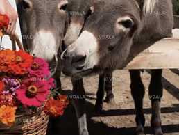 Ферма осликов - VDALA.PRO