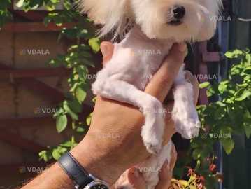 100%мини  мальтипу - VDALA.PRO