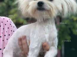Мини мальчишка мальтипу - VDALA.PRO