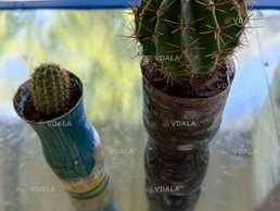 Кактус цвітущий - VDALA.PRO