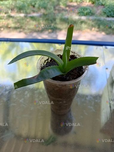 Алое вера - VDALA.PRO