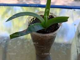 Алое вера - VDALA.PRO