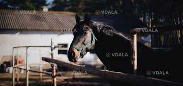 Конный клуб «Дарвин» - VDALA.PRO