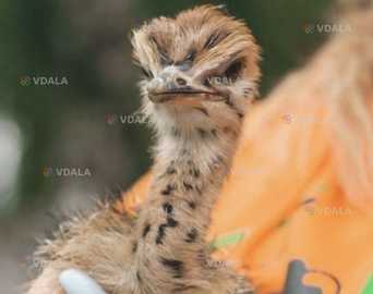 Страусиная ферма Ясногородка - VDALA.PRO