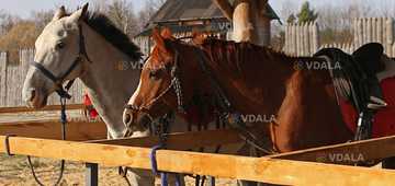 Княжеская конюшня Древнего Киева - VDALA.PRO