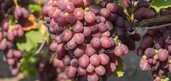 Экскурсия на винодельню «Berezhnyi Winery» - VDALA.PRO - 3