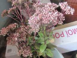 Очиток бордовий високий.Декоративний кущ.Сукулент. - VDALA.PRO