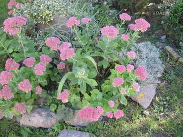 Очиток рожевий високий.Декоративний кущ.Сукулент. - VDALA.PRO