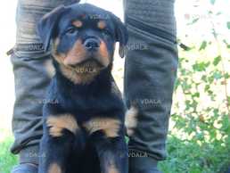 Щенки ротвейлера ,документы ксу. - VDALA.PRO