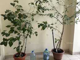 віддам безкоштовно 2 чайні рози або гібіскус - VDALA.PRO