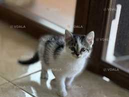 кошенята в добрі руки - VDALA.PRO