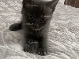 кошенята даром - VDALA.PRO