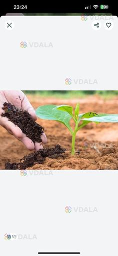 Перегній навоз - VDALA.PRO