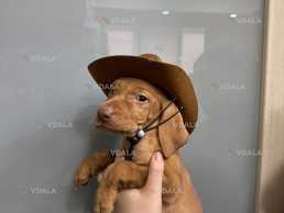 Угорська вижла - ковбой і компаньон - VDALA.PRO