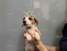 Джек-Рассел Терьер - Принцесса - VDALA.PRO