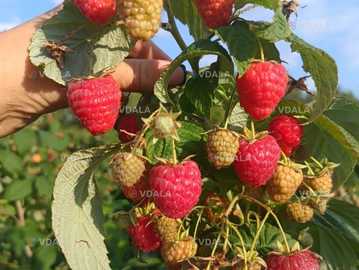 Саджанці малини ремонтантної - VDALA.PRO