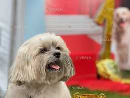 Український кольоровий той.Дівчинка з документами - VDALA.PRO