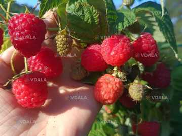 Саджанці малини ремонтантної Полана (опт та роздріб) - VDALA.PRO