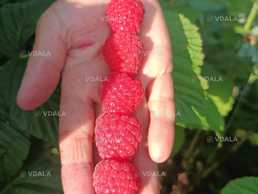 Саджанці малини ремонтантної Саджанці малини ремонтантної - VDALA.PRO