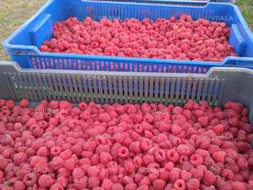 Саджанці малини ремонтантної від 100 шт. - VDALA.PRO