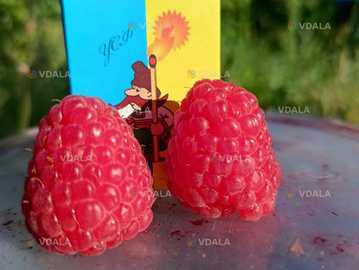 Саджанці малини ремонтантної високоврожайної - VDALA.PRO