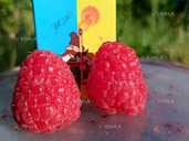 Саджанці малини ремонтантної високоврожайної - VDALA.PRO - 1